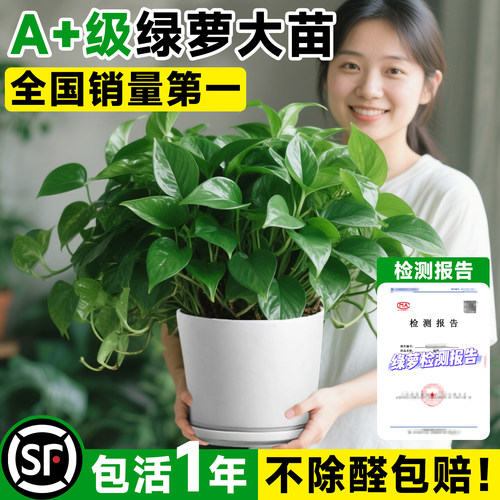 【A+级绿萝大苗】养死免费补发