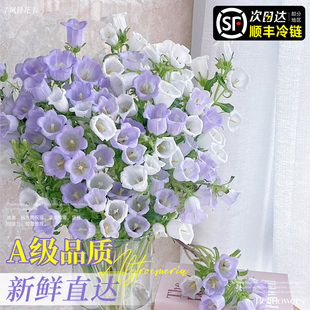 风铃花鲜花云南基地直发家用插花洋桔梗鲜切花顺丰次日达超长花期