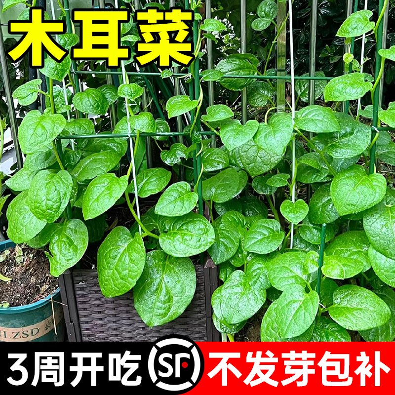 大叶木耳菜种子爬藤苗秧小青菜种籽阳台种植蔬菜种孑盆栽四季新鲜 鲜花速递/花卉仿真/绿植园艺 家庭园艺种子 原图主图