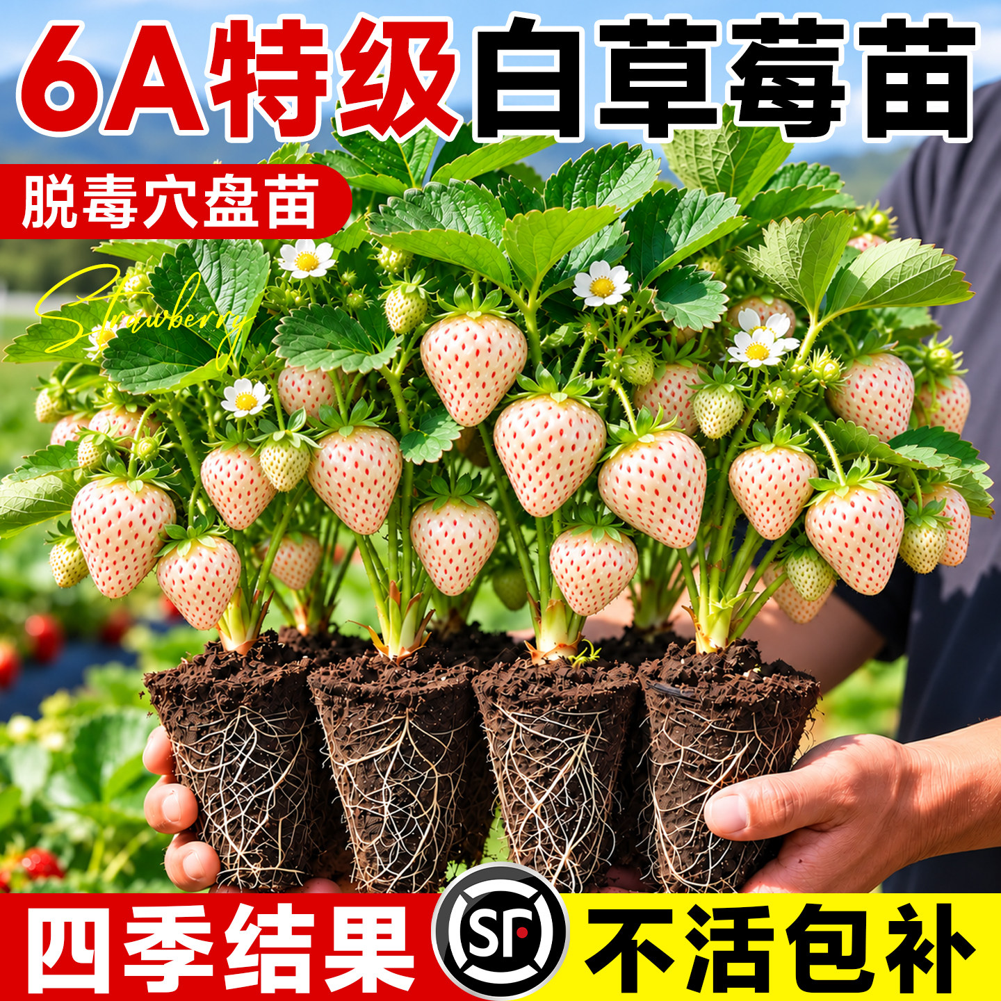 白草莓苗秧穴盘苗新种苗精品盆栽果苗正宗脱毒高产建德白露带土