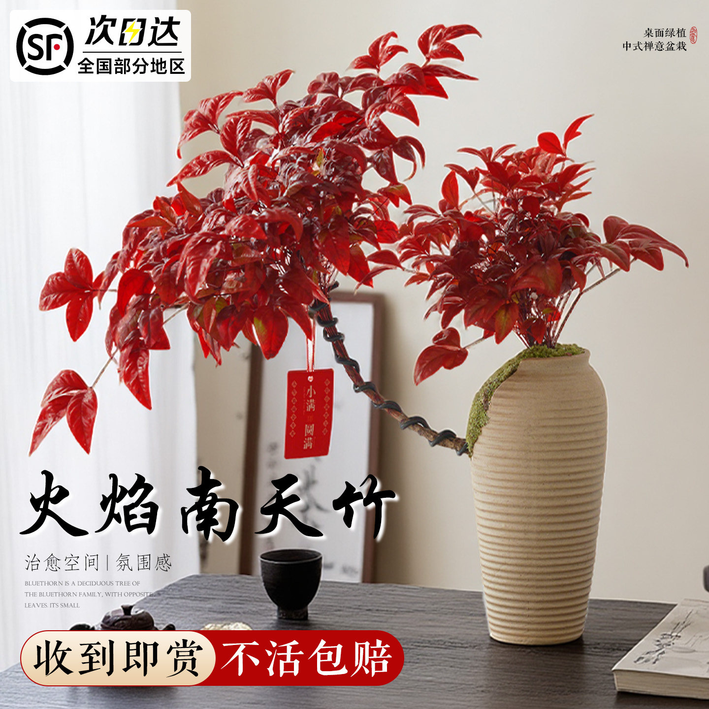 火焰南天竹盆栽老桩绿植盆栽室内盆景客厅阳台四季好养活耐寒植物,鲜花速递/花卉仿真/绿植园艺,大型绿植/成品组合盆栽,淘宝优惠券,粉丝福利购,淘宝优惠卷