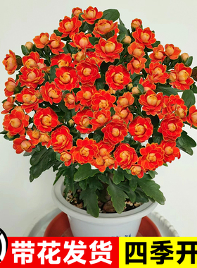 长寿花盆栽带花发货重瓣大花金狐狸嫁接精品老桩室内多肉植物花卉