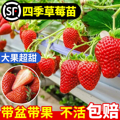当季带果带盆草莓新苗拒绝老苗
