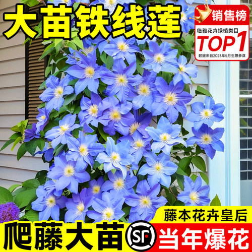 带花大苗铁线莲当年爬藤开花包活