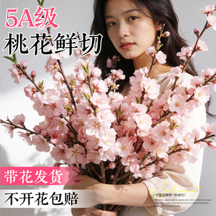 水培植物鲜切桃花枝水养鲜花云南基地直发家用插花干枝室内鲜花卉