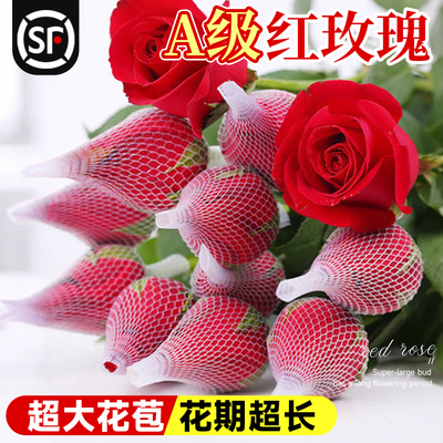 红玫瑰花鲜花云南基地直发次日达