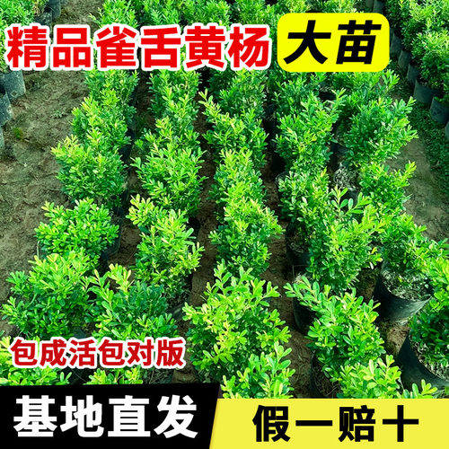 雀舌黄杨树苗客厅黄杨造型盆景
