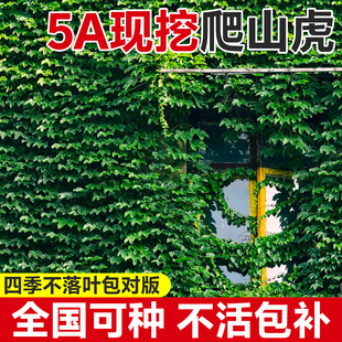 爬山虎爬藤植物爬墙虎苗不落叶树苗四季种子籽庭院爬藤蔓花卉盆栽
