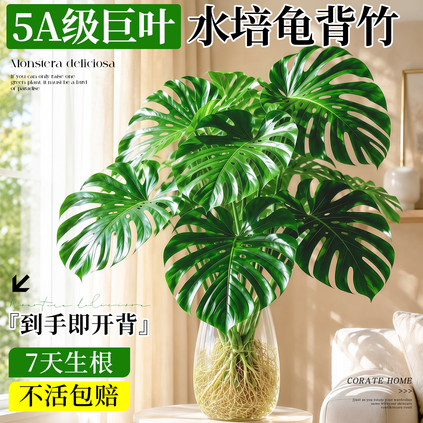 龟背竹水培老桩大叶室内好养图片