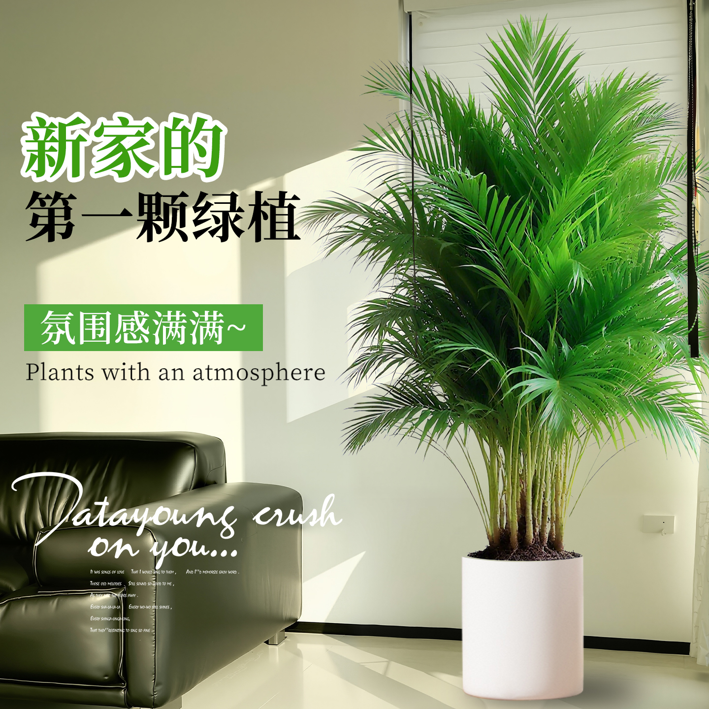 【特级A+品质】新家的第一棵绿植