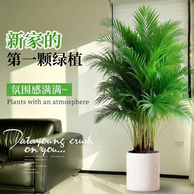 【特级A+品质】新家的第一棵绿植