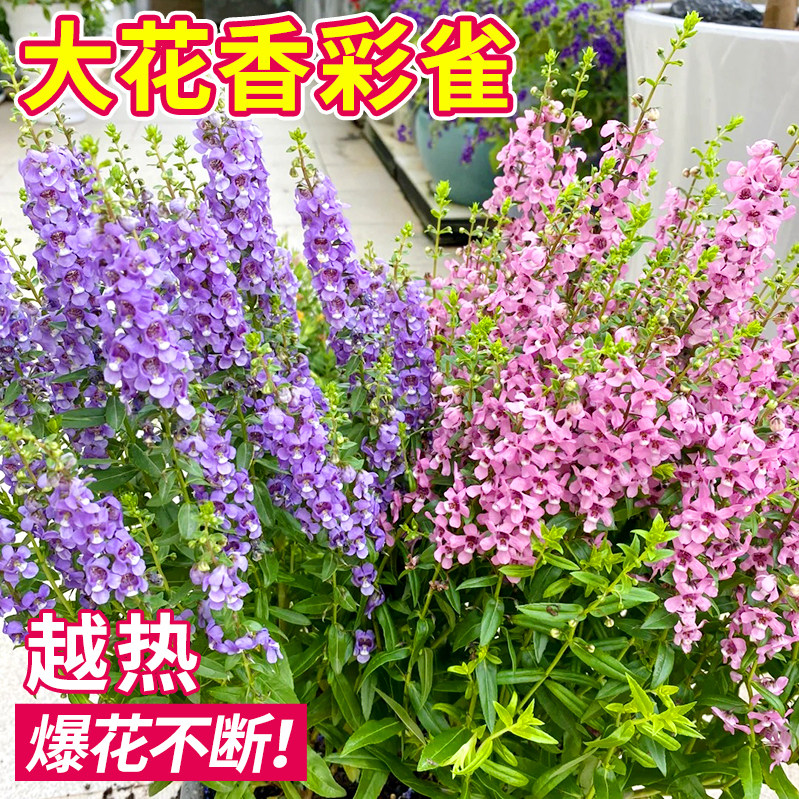 香彩雀大花苗绣球盆栽庭院室外花卉四季开花耐热植物适合夏天种的,鲜花速递/花卉仿真/绿植园艺,时令草本花卉,淘宝优惠券,粉丝福利购,淘宝优惠卷