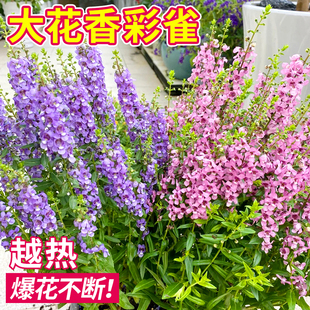 香彩雀大花苗绣球盆栽庭院室外花卉四季开花耐热植物适合夏天种的