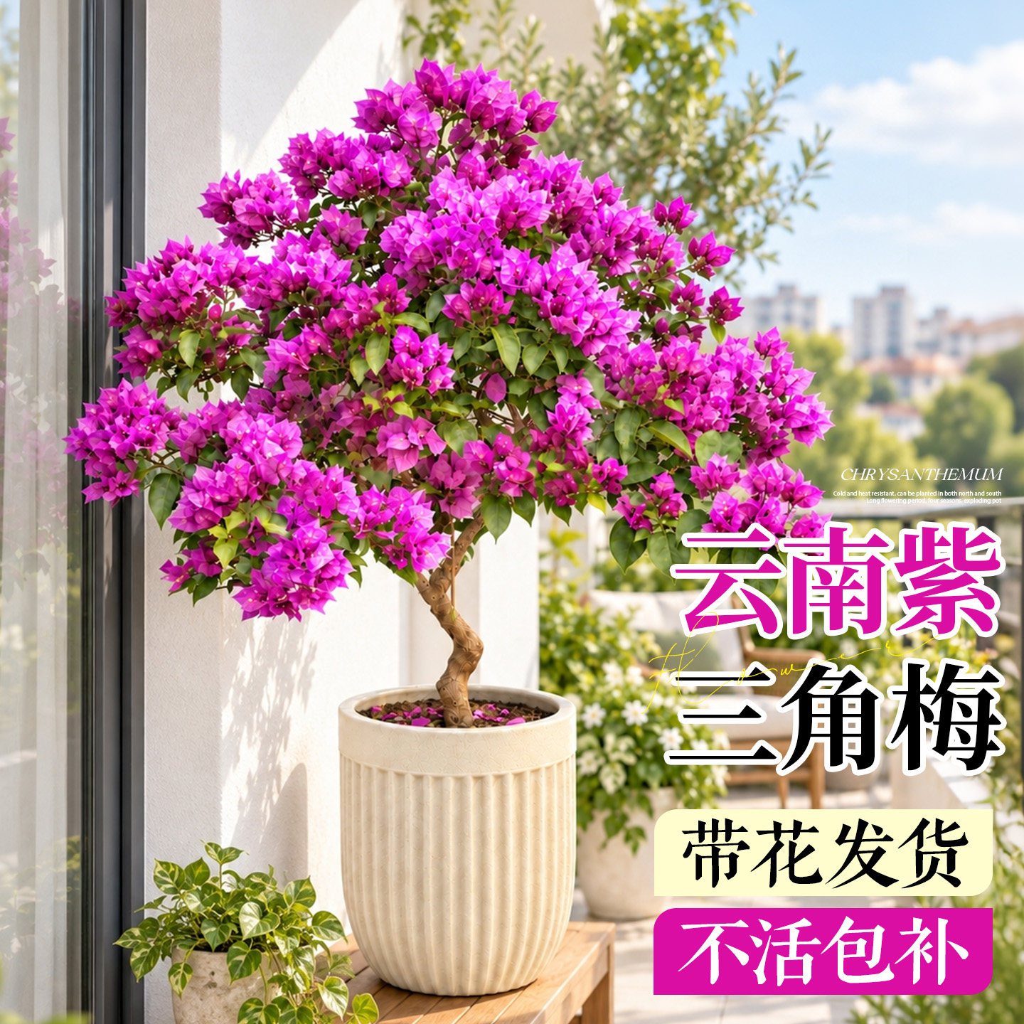 重瓣三角梅四季开花老桩盆栽带花树苗好养正宗云南紫特大号带花苞