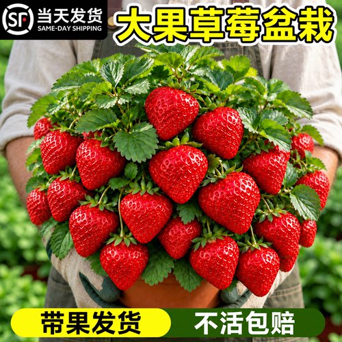 带果发货玄玉草莓盆栽