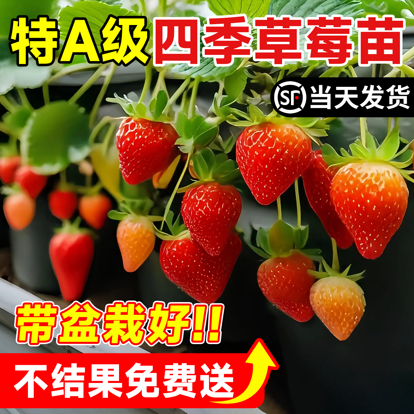 【特A级】四季草莓苗盆栽包结果