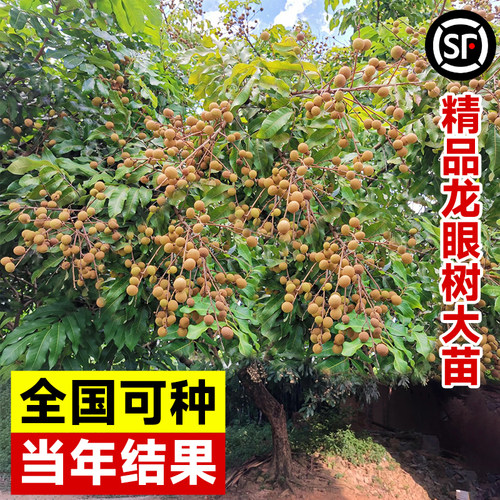 龙眼树苗石峡特大龙眼当年结果
