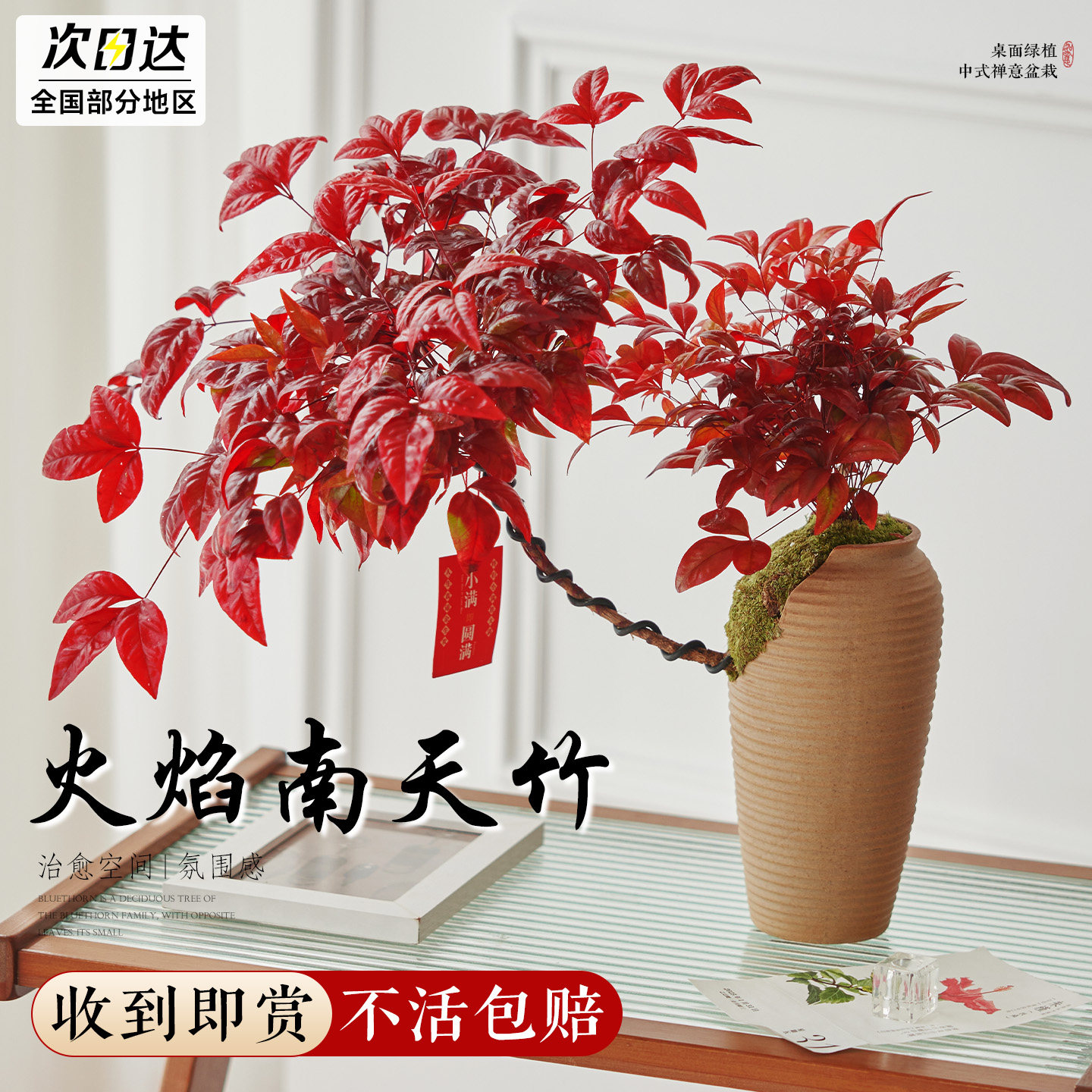 火焰南天竹盆栽老桩绿植盆栽室内盆景客厅阳台四季好养活耐寒植物,鲜花速递/花卉仿真/绿植园艺,大型绿植/成品组合盆栽,淘宝优惠券,粉丝福利购,淘宝优惠卷