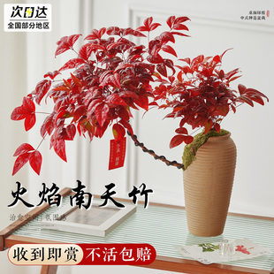 火焰南天竹盆栽老桩绿植盆栽室内盆景客厅阳台四季好养活耐寒植物