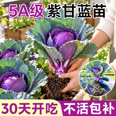 紫甘蓝苗菜苗新鲜蔬菜产地直发