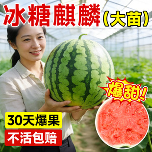 麒麟西瓜苗秧嫁接8424西瓜种籽南方阳台盆栽无籽懒汉水果西瓜秧苗