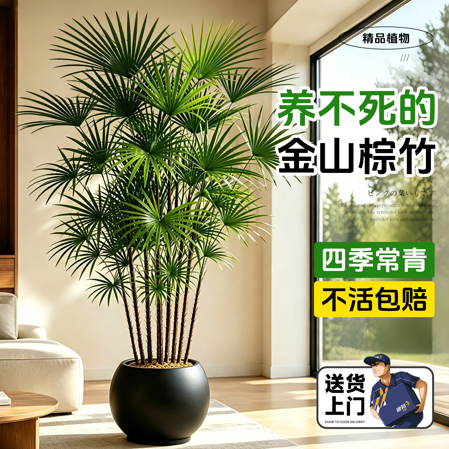 金山棕竹盆栽大型绿植好养旺宅图片