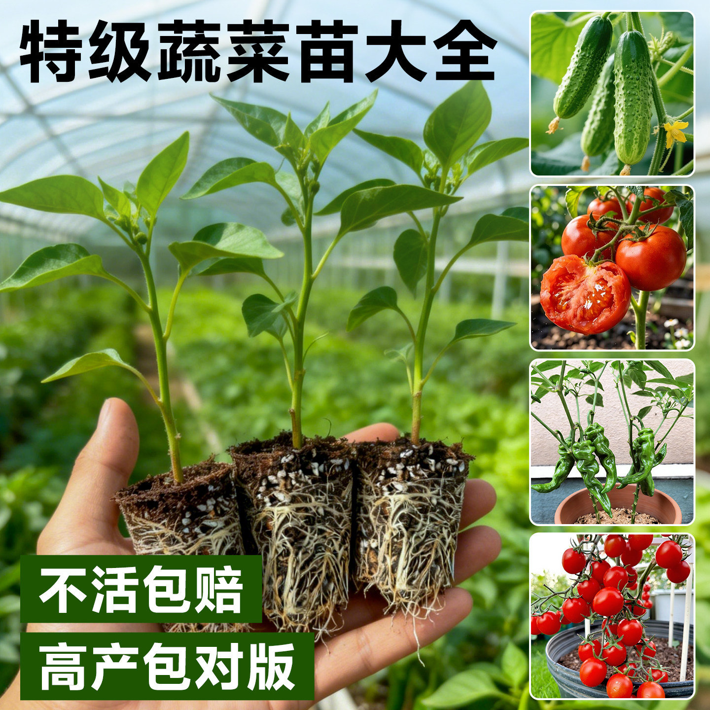 春播各种蔬菜苗秧苗大全四季西红柿辣椒番茄子黄瓜苗南方水果菜苗