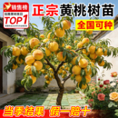 黄桃树果苗果树桃树嫁接苗黄皮水果树南北方庭院四季 种植当年结果