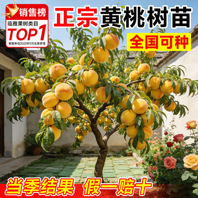 当年结果黄桃树苗包成活包结大果
