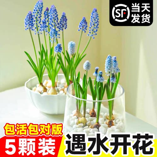 5颗水培进口葡萄风信子种球好养