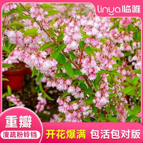 溲疏重瓣粉铃铛雪樱花草莓田冰生