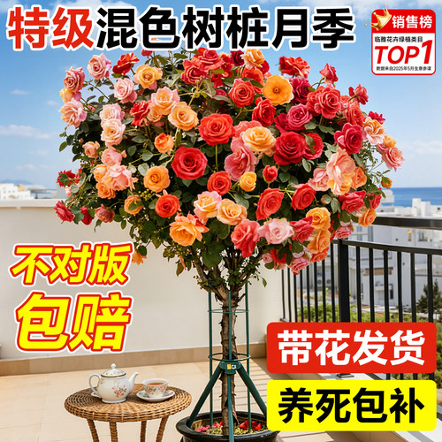 【只卖带花苗】特级混色树桩月季