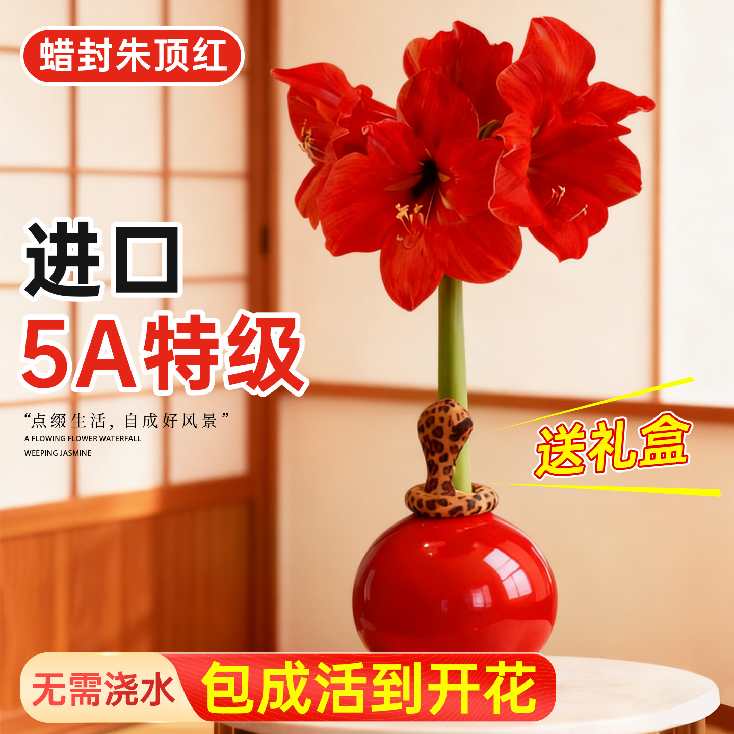 5A特级蜡封朱顶红种球年宵花礼物