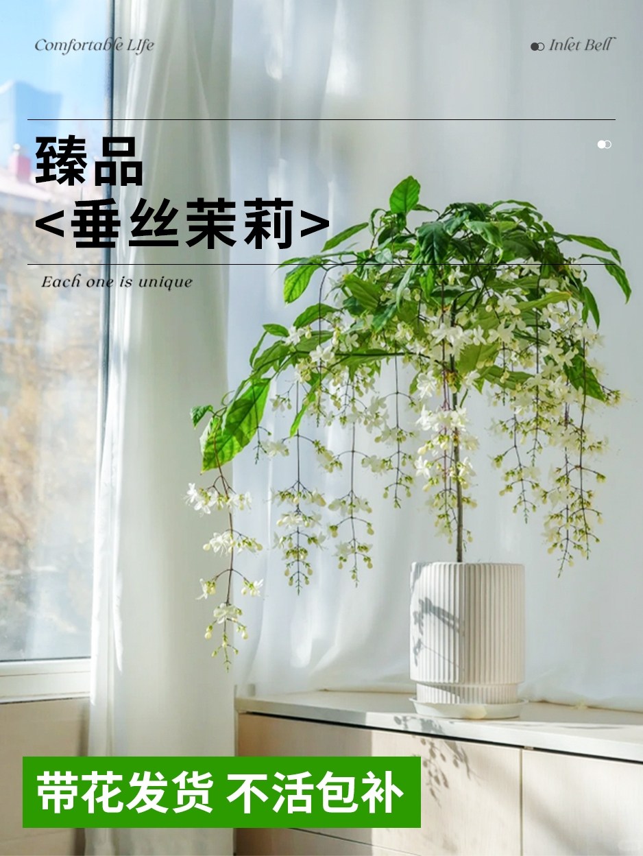 垂丝茉莉盆栽带花苞老桩阳台室内垂吊风车易活四季绿植物花卉开花