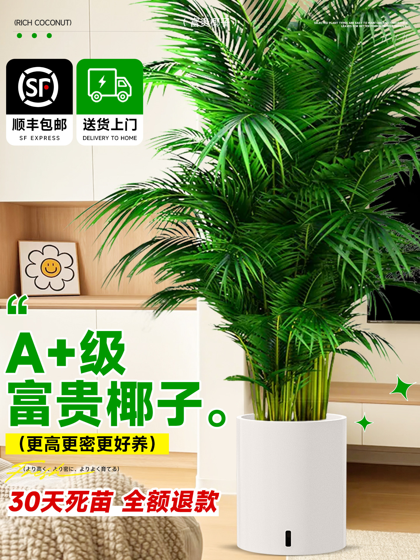 富贵椰子盆栽大型绿植散尾葵植物客厅办公室四季常青大号客厅盆景