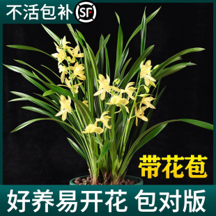 浓香名贵建兰花卉植物室内 兰花盆栽大苗香兰草直销带花苞带土四季