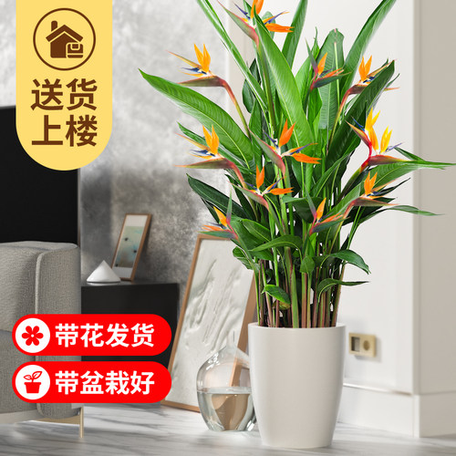 【带花的天堂鸟】鹤望兰大型绿植