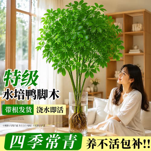【不活包补】水培鸭脚木四季常绿