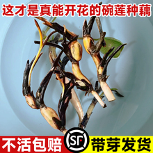 碗莲种籽室内挽莲种藕水培绿植物多季开花卉小型晚莲花籽种籽盆栽