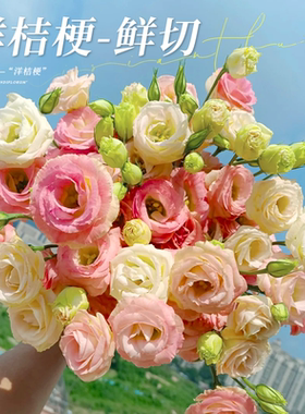 洋桔梗鲜花花束重瓣云南鲜花基地直发白紫色洋桔梗水养插花鲜切花