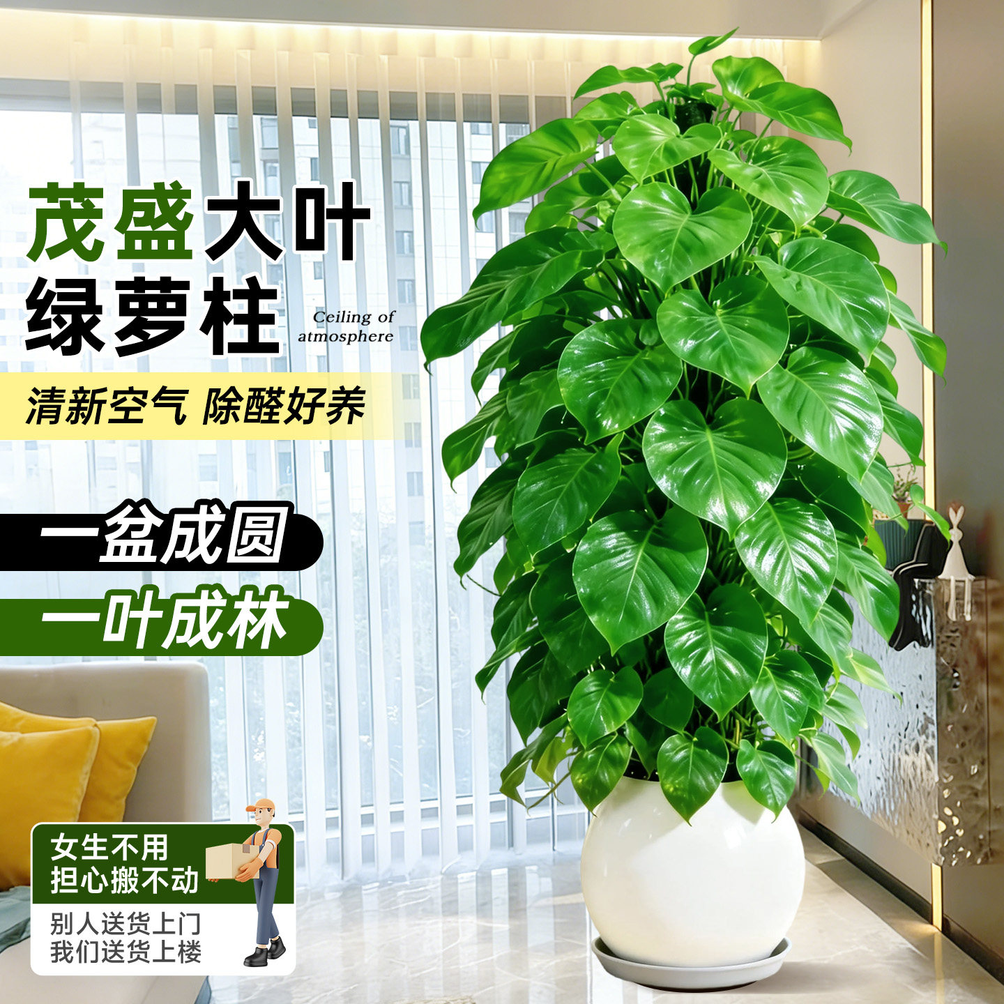 大叶绿萝柱盆栽室内植物四季客厅大型绿植除甲醛净化空气新房好养,鲜花速递/花卉仿真/绿植园艺,大型绿植/成品组合盆栽,淘宝优惠券,粉丝福利购,淘宝优惠卷