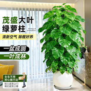 大叶绿萝柱盆栽室内植物四季 客厅大型绿植除甲醛净化空气新房好养