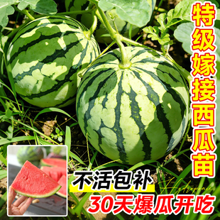 8424麒麟西瓜苗美都无籽巨型特大懒汉黑美人高产早熟盆栽蔬菜苗秧
