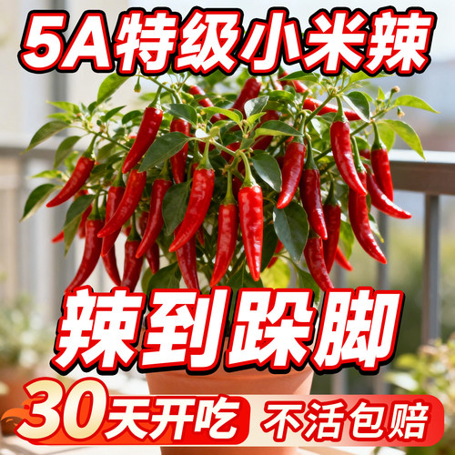 【5A特级】四季可种的优质小米椒