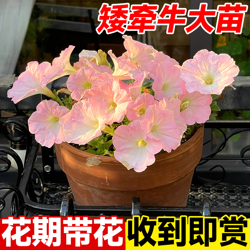 矮牵牛花苗室内庭院四季开花