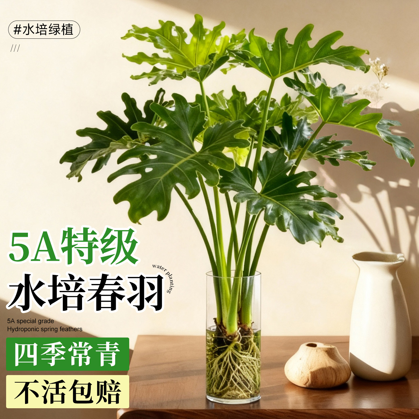 5A特级水培春羽耐阴好养不活包赔