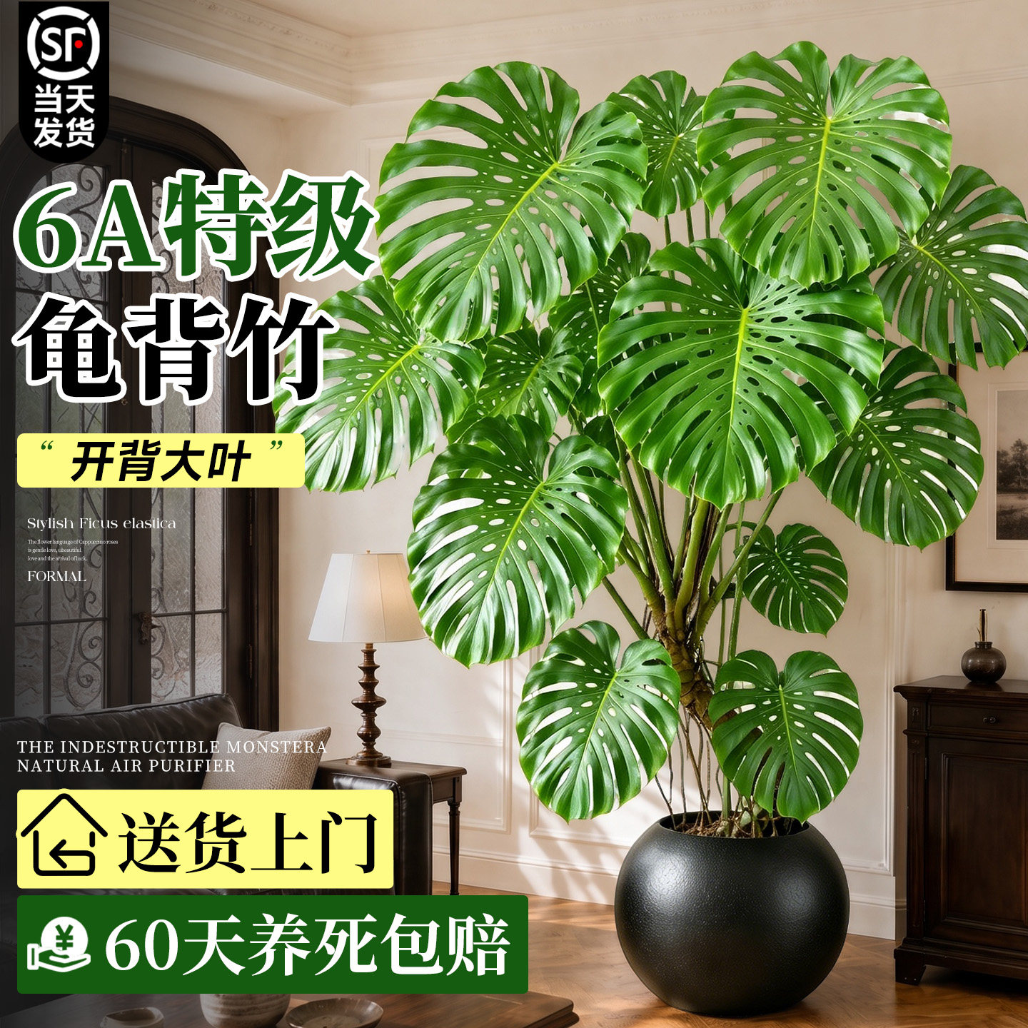 大叶龟背竹老桩盆栽高端绿植图片