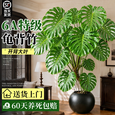 大叶龟背竹老桩盆栽高端绿植