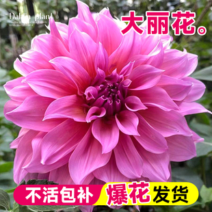 大丽花盆栽带花苞种球根花苗四季绿植开花卉室内阳台庭院植物好养