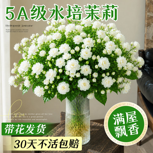 5A级水培茉莉花好养易活